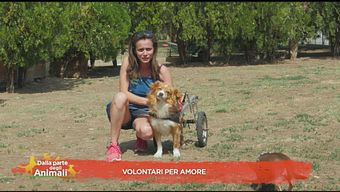 Volontari per amore